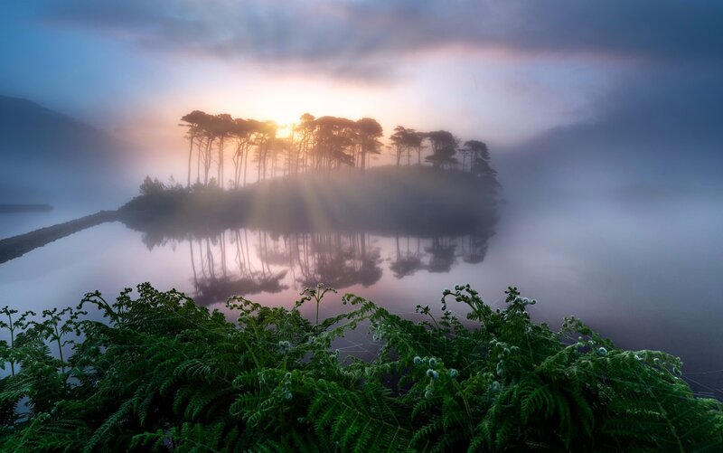Trees on Island in Fog — Blue