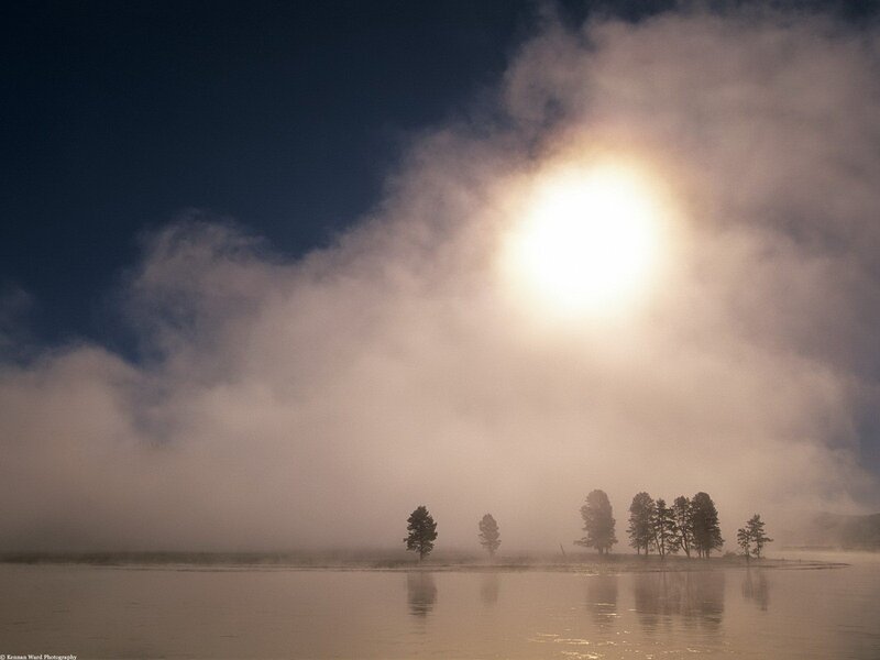 Trees on Island in Mist