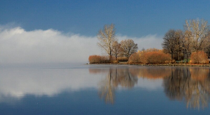 Trees on Lake Shore