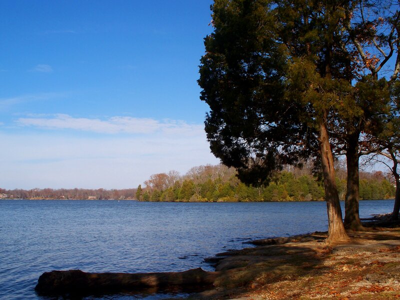 Trees on Lakeshore