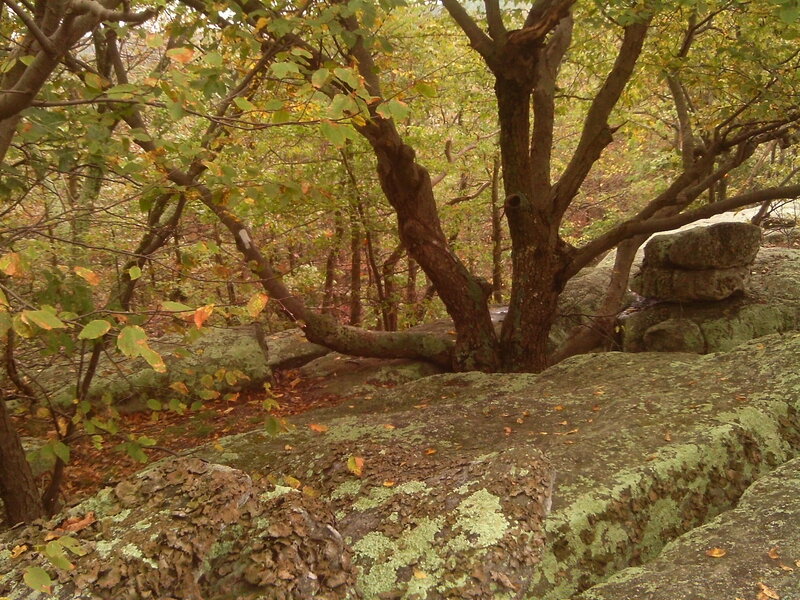 Trees on Mossy Rocks
