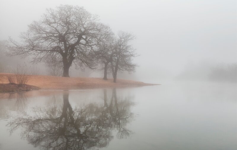 Trees on Riverbank — Gray
