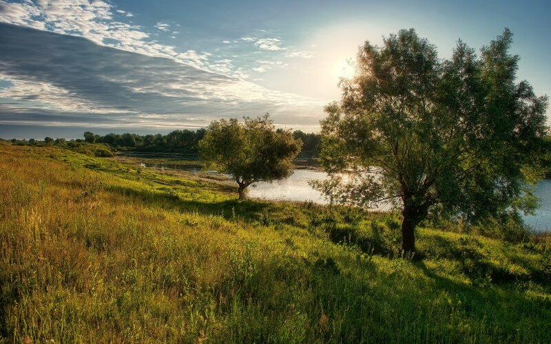 Trees on Riverbank — Green, Serene