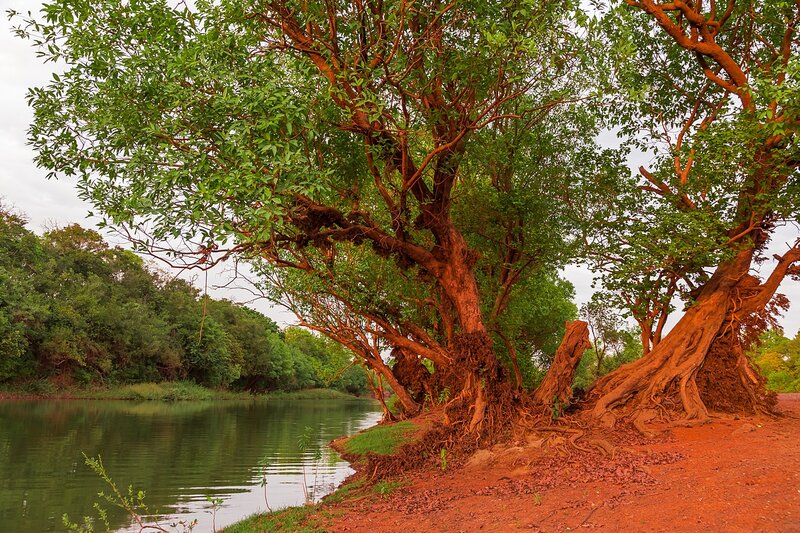 Trees on Riverbank — Green