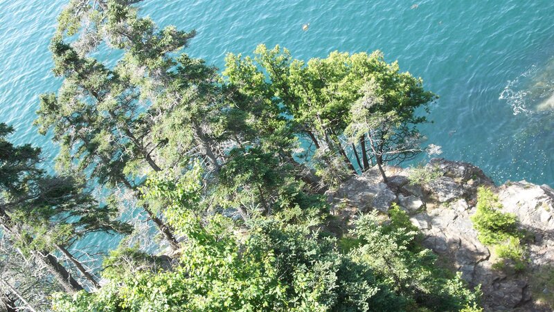 Trees on Rocky Cliff