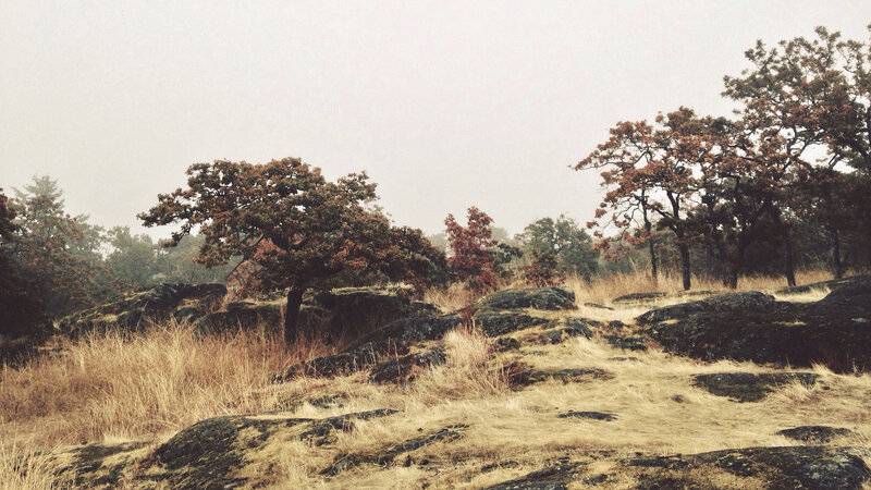 Trees on Rocky Hillside — Brown