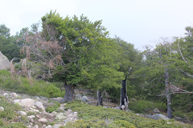 Trees on Rocky Hillside
