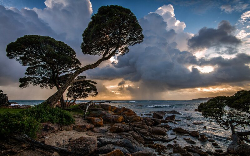 Trees on Rocky Shore — Blue