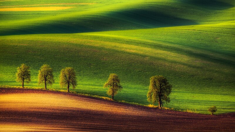 Trees on Rolling Hills