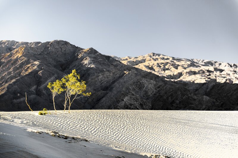 Trees on Sand Dune