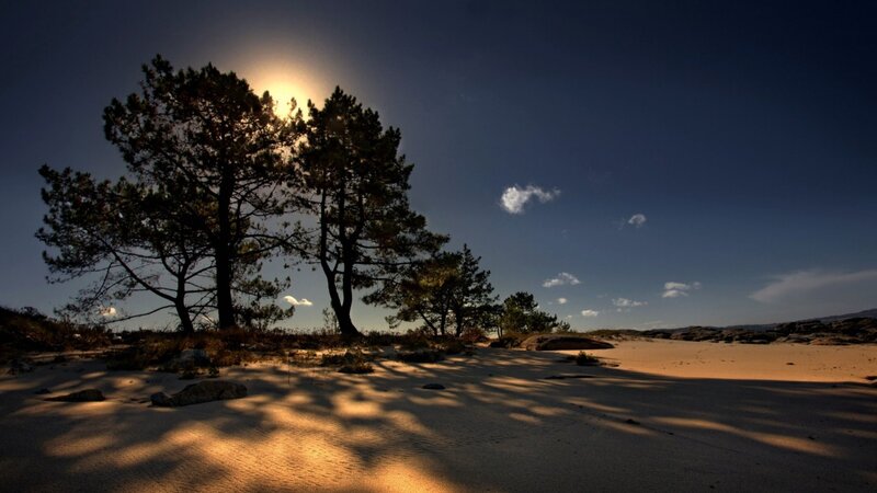 Trees on Sandy Beach