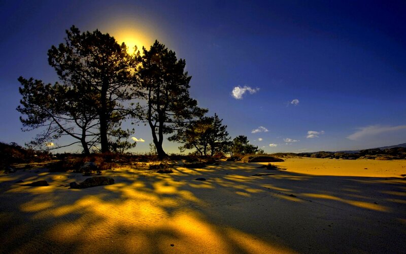 Trees on Sandy Dunes