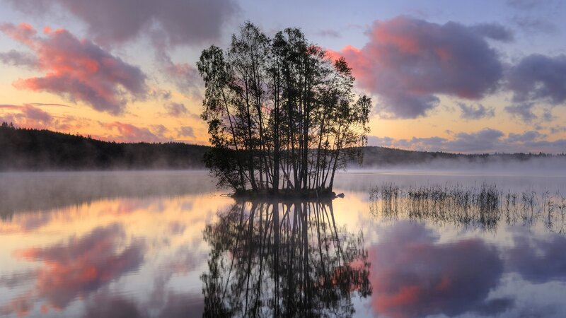 Trees on Small Island — Pink