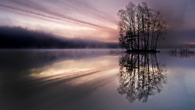 Trees on Small Island — Purple