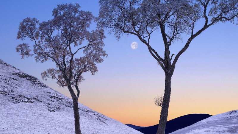 Trees on Snowy Hill — Blue, Serene, Sunset