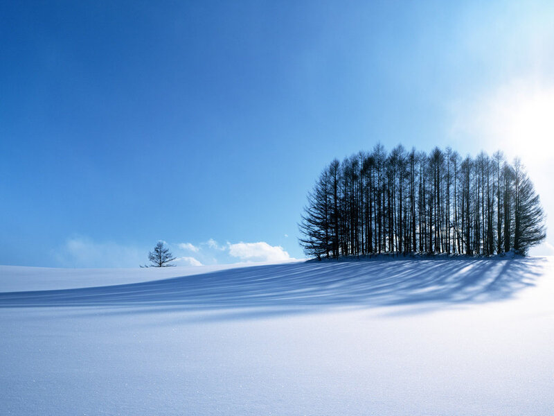 Trees on Snowy Hill — Blue, Serene