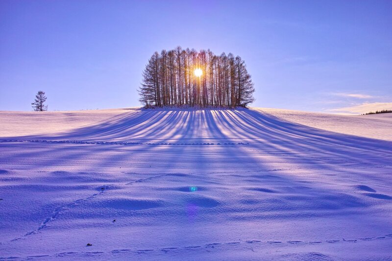 Trees on Snowy Hill — Blue, Serene, Winter, Photograph, Sun, Snow, Sky