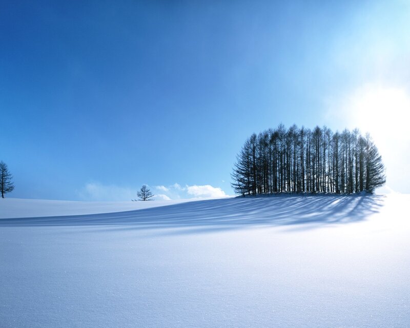 Trees on Snowy Hill