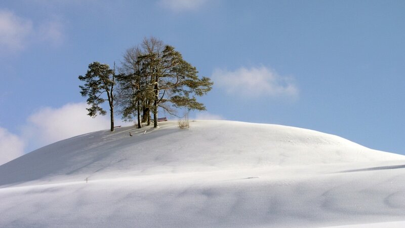 Trees on Snowy Hill — White, Serene