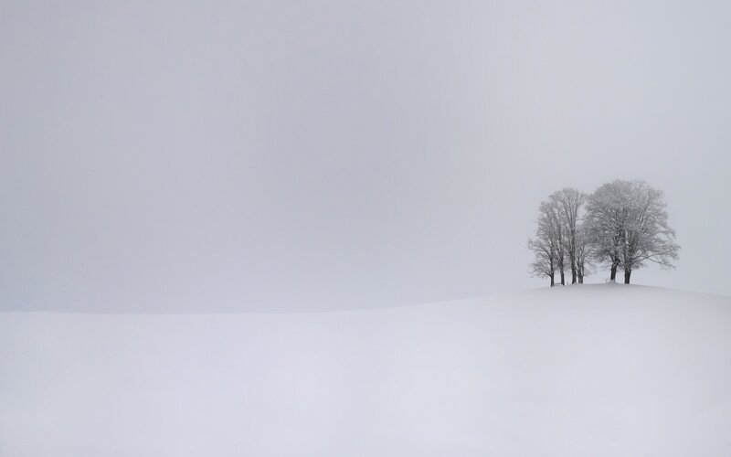 Trees on Snowy Hill — White, Serene, Winter