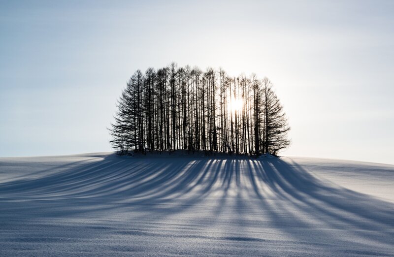 Trees on Snowy Hill — White