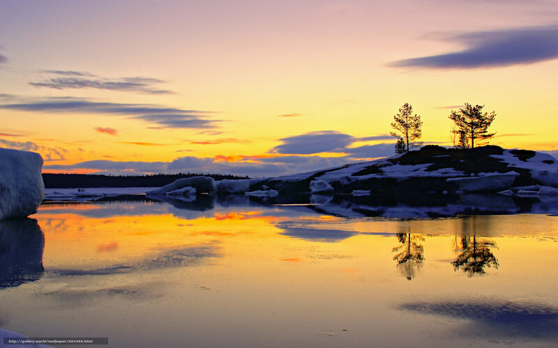 Trees on Snowy Island — Yellow