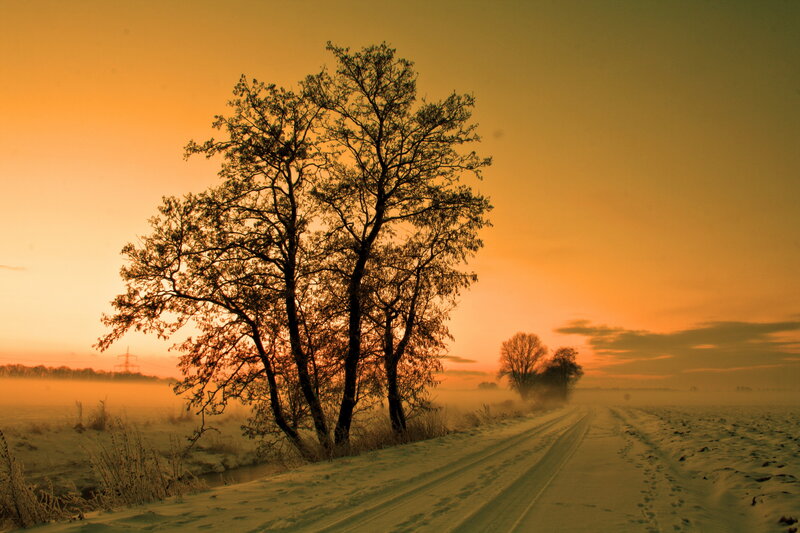 Trees on Snowy Road
