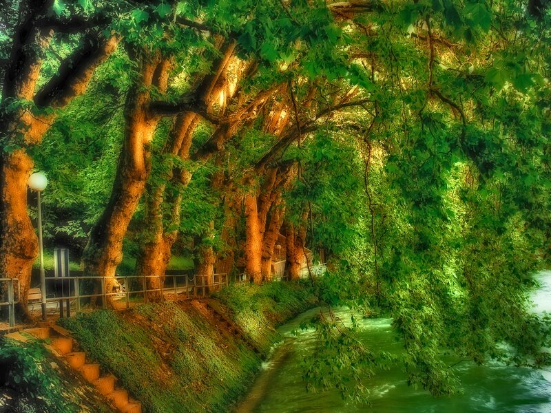 Trees over River