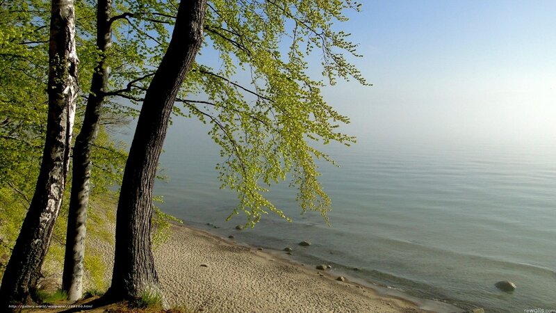 Trees overlooking a calm sea