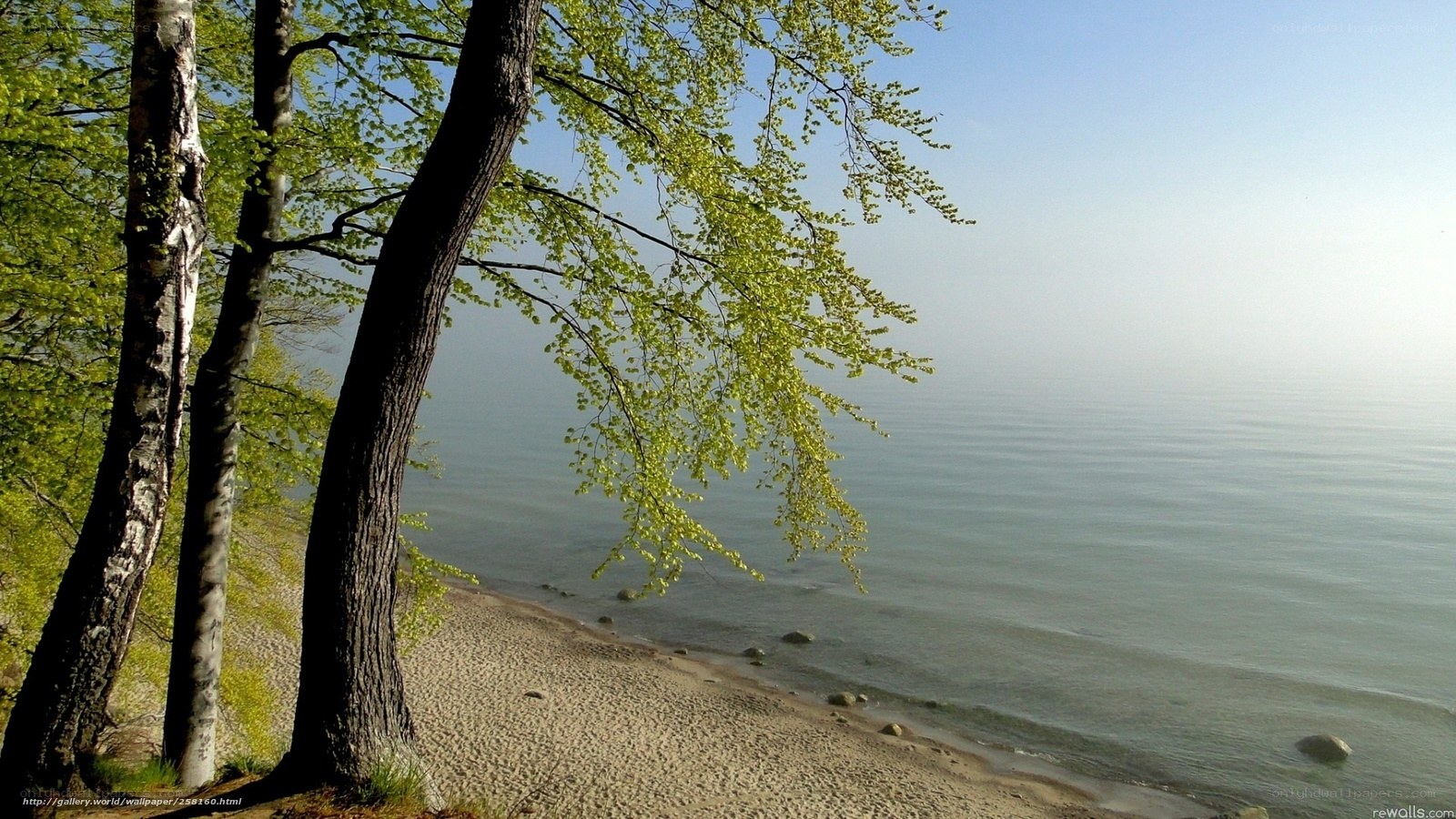 Trees overlooking a calm sea