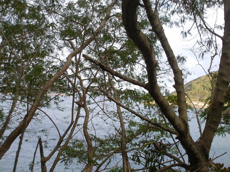 Trees overlooking a coastal bay