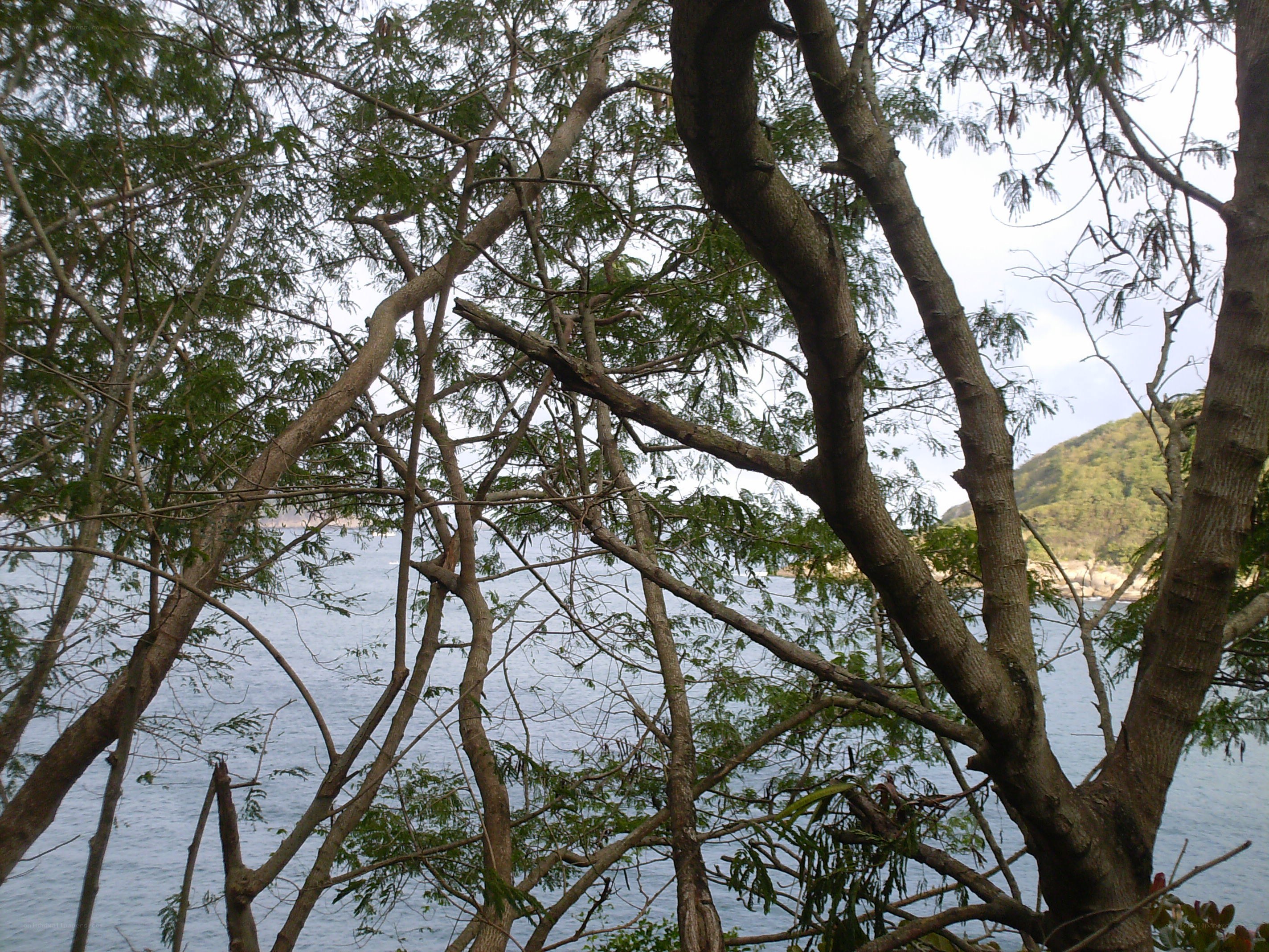 Trees overlooking a coastal bay