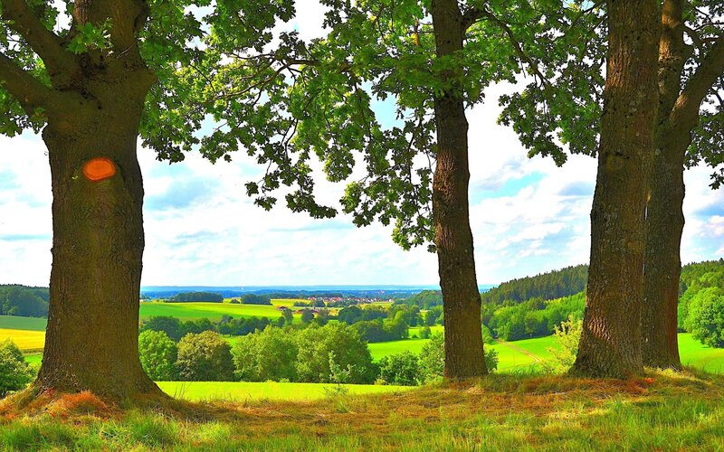 Trees overlooking a green valley