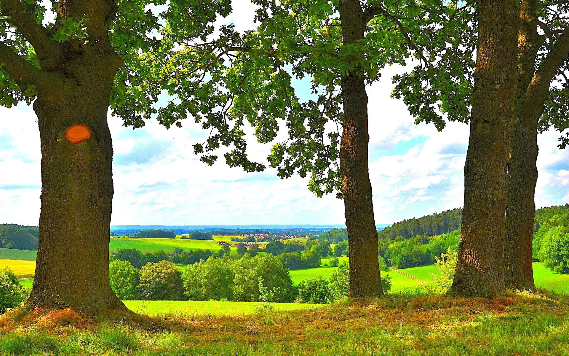 Trees overlooking a green valley