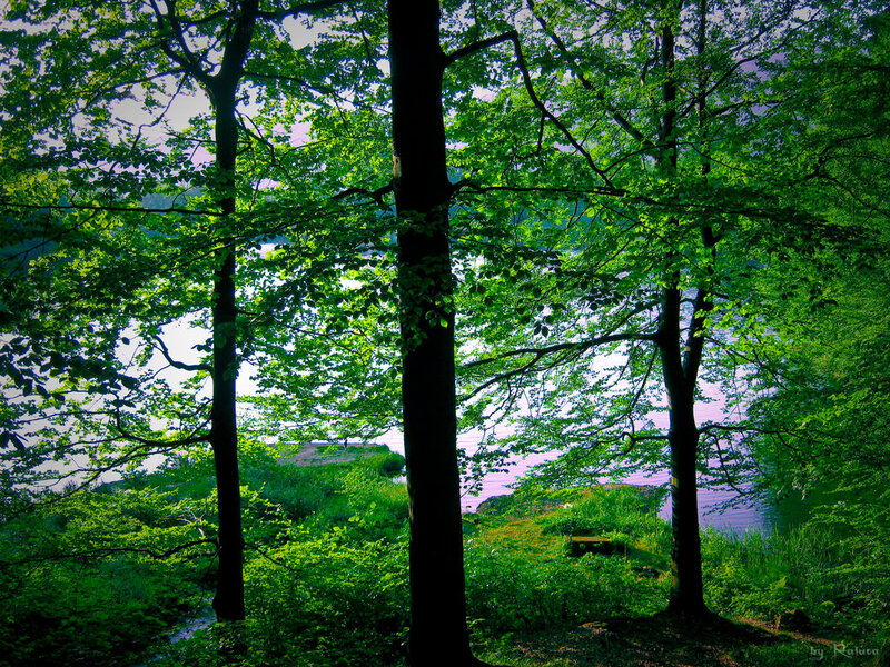 Trees Overlooking a Lake
