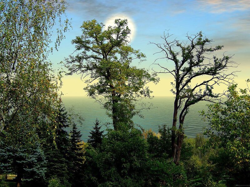 Trees Overlooking Lake
