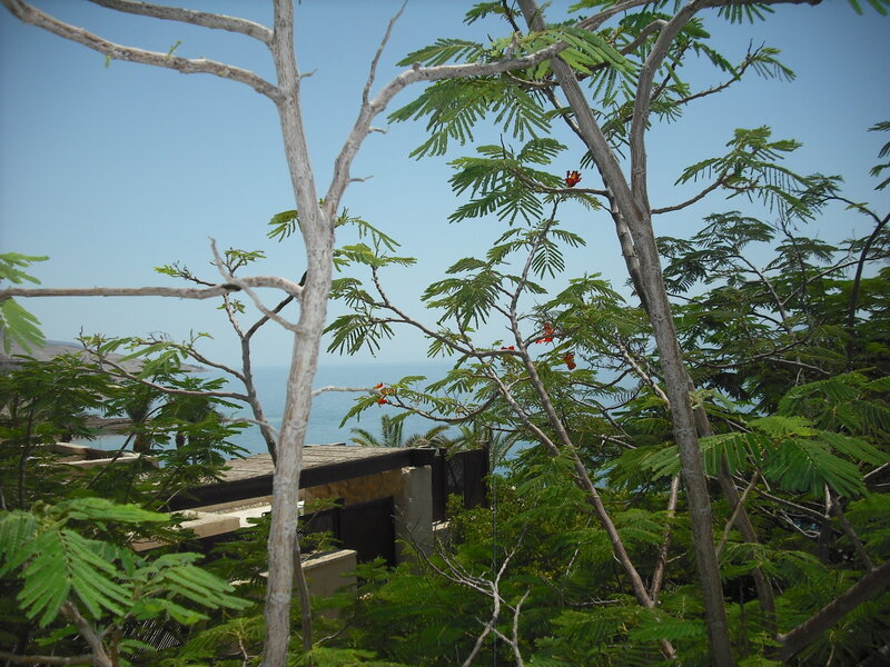 Trees Overlooking Ocean
