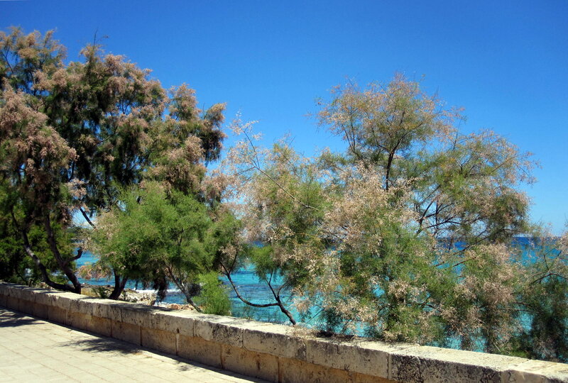 Trees Overlooking Sea