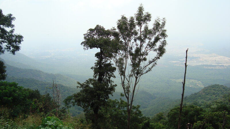 Trees Overlooking Valley