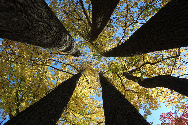 Trees reaching towards the sky