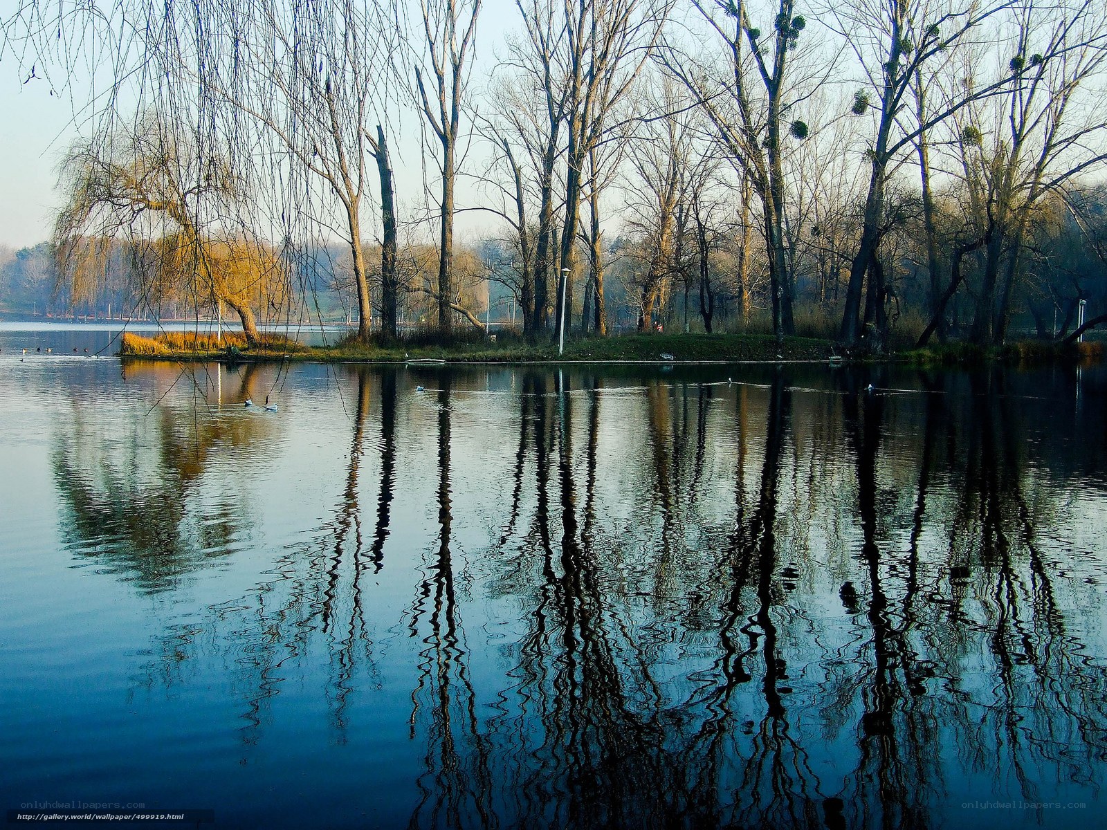 Trees reflected in a calm lake
