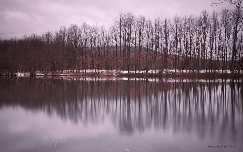 Trees reflected in a calm lake