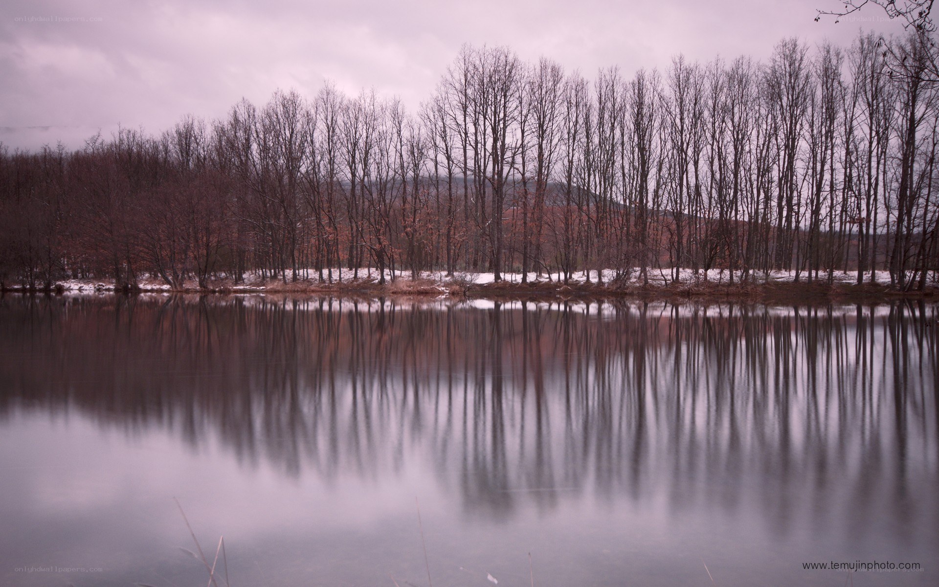 Trees reflected in a calm lake