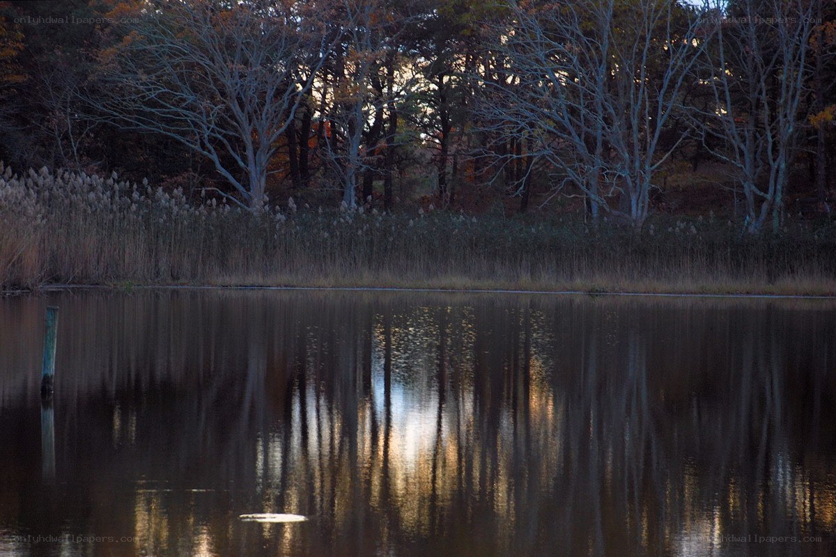 Trees reflected in a calm lake