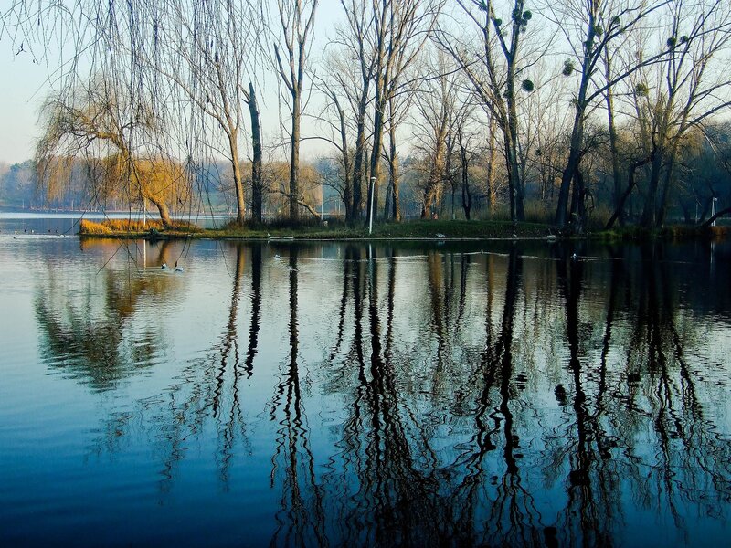 Trees reflected in a calm lake