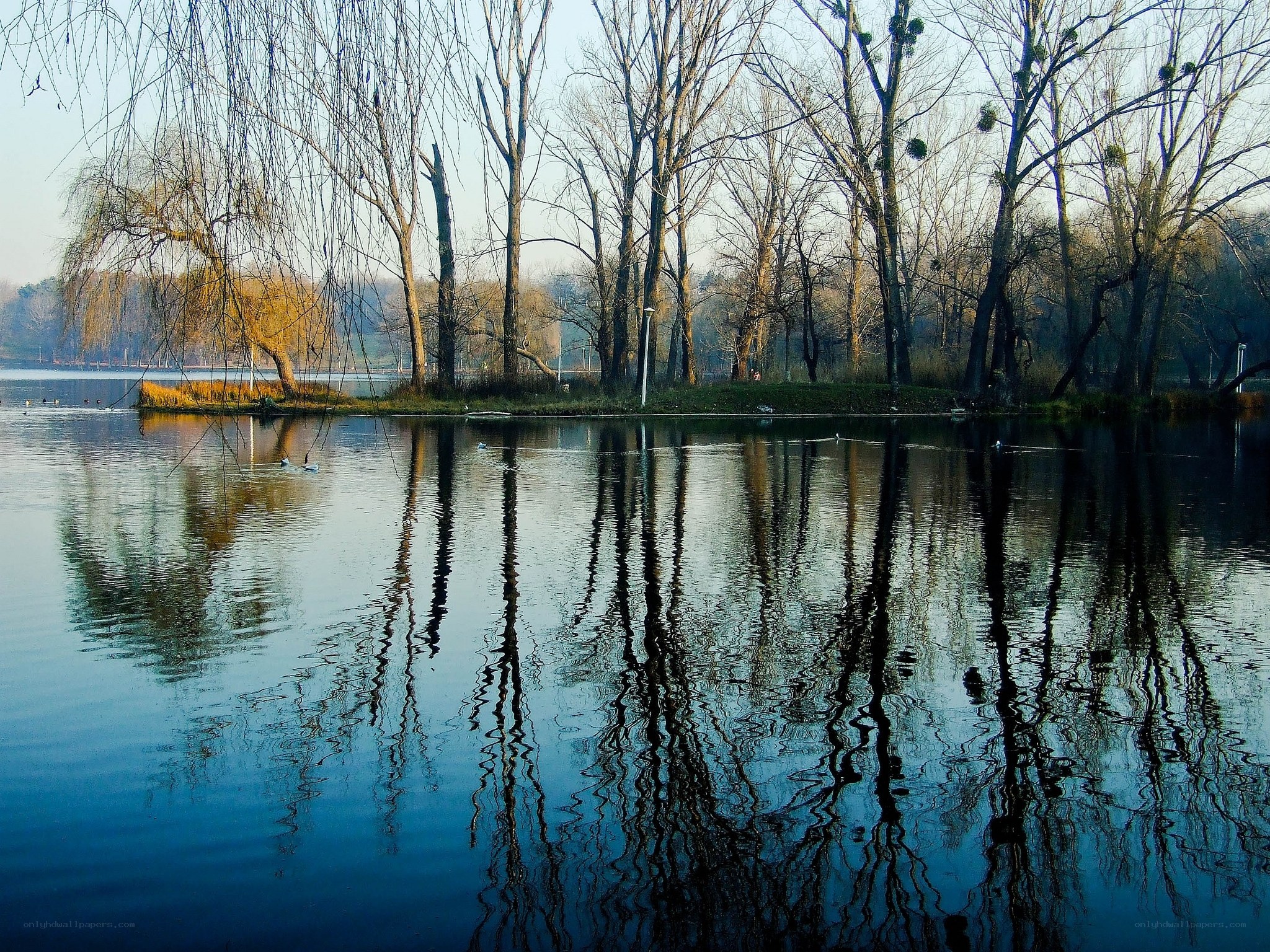 Trees reflected in a calm lake