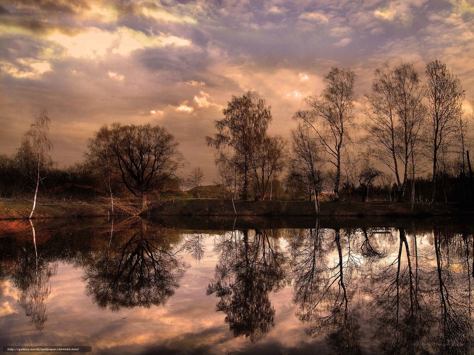Trees reflected in a calm pond