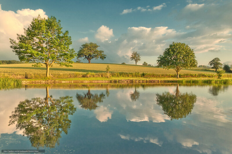 Trees reflected in a calm pond