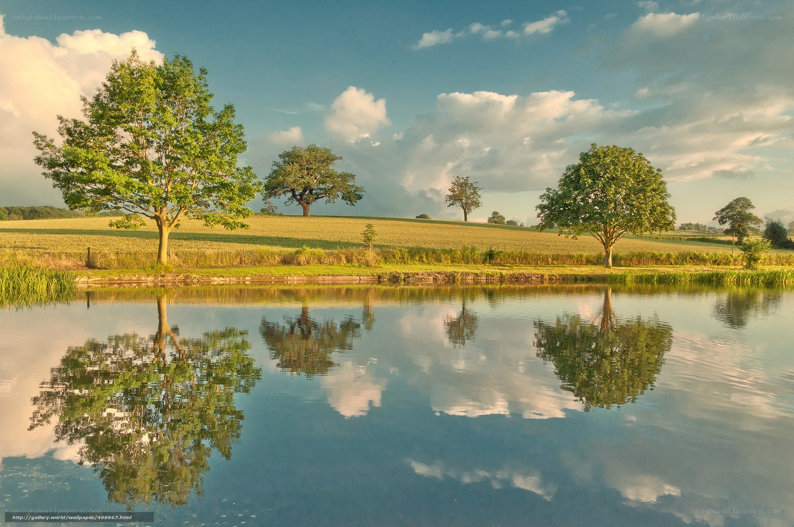 Trees reflected in a calm pond