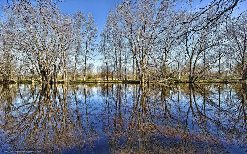 Trees reflected in a calm river